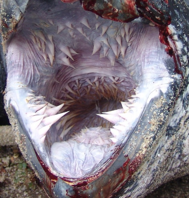 Scary-Animal-Mouths-Leatherback-Sea-Turtle-634x663