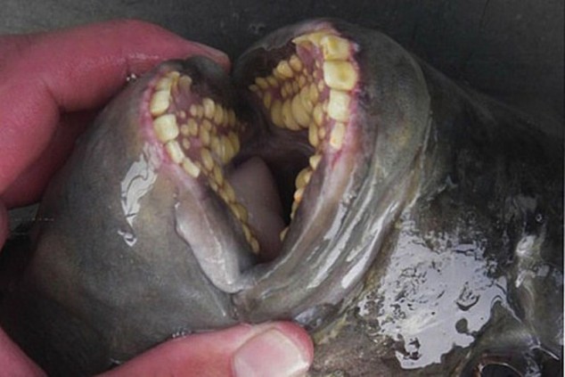 Scary-Animal-Mouths-Pacu-Fish-634x423