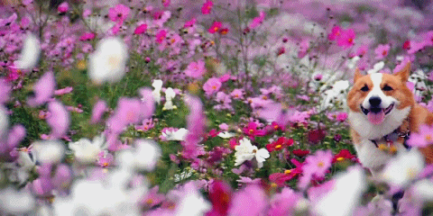 anigif_enhanced-buzz-24396-1377025973-8.gif