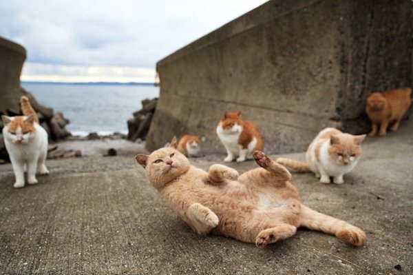 cat3
