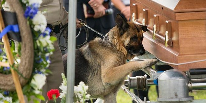 chien-cercueil-maitre