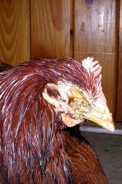 enhanced-buzz-17520-1340641466-8 (1)