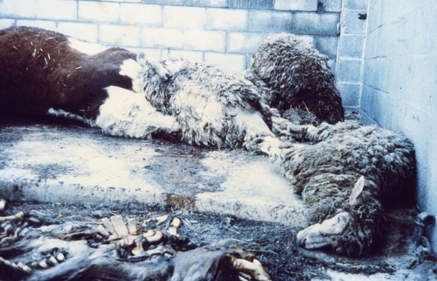 enhanced-buzz-17521-1340641468-8