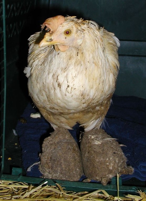 enhanced-buzz-17617-1340641469-21 (1)