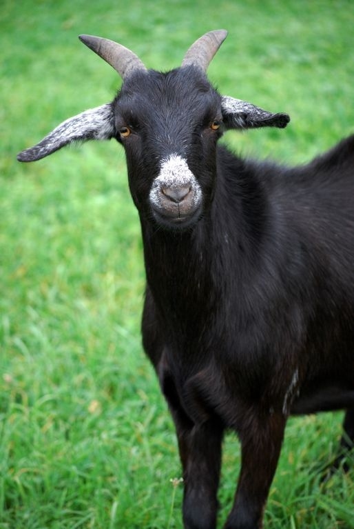 enhanced-buzz-17760-1340641467-6