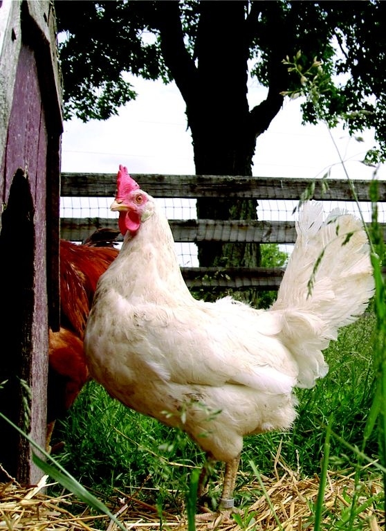 enhanced-buzz-17760-1340641470-8 (1)