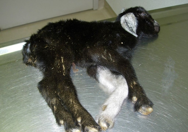 enhanced-buzz-600-1340641468-14