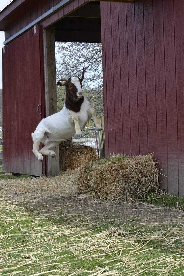 enhanced-buzz-9352-1377790550-16