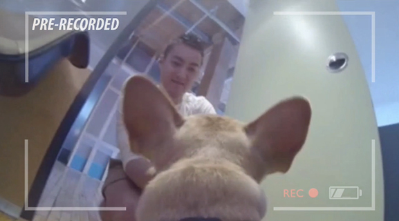 gopro chien dans les bureaux1