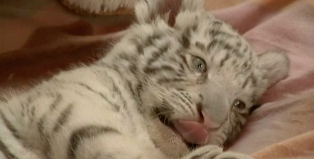 tigre-blanc-du-bengale-ne-en-captivite-640x324