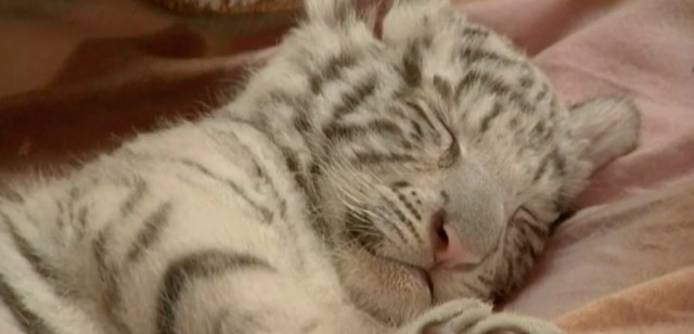 tigre-blanc-du-bengale-ne-en-captivite-Perou-640x308