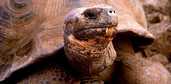 tortue_geante