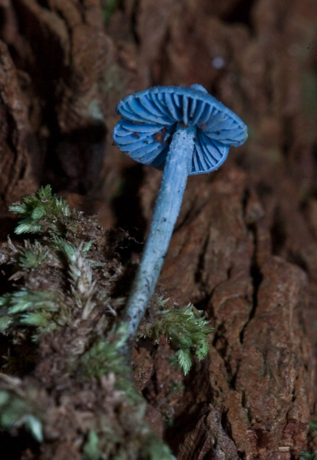 18-champignons-fascinants-venus-des-quatre-coins-du-monde13