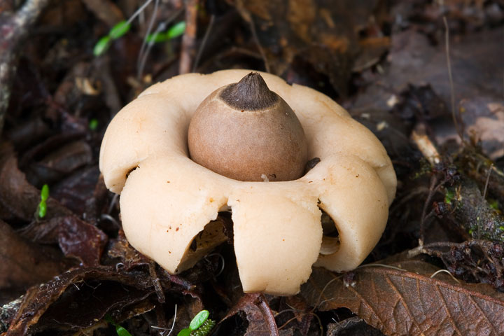 18-champignons-fascinants-venus-des-quatre-coins-du-monde17