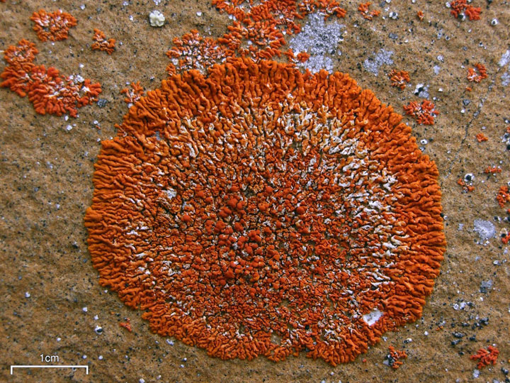 18-champignons-fascinants-venus-des-quatre-coins-du-monde9