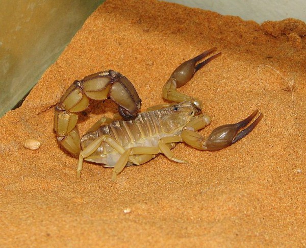 739px-Androctonus_australis_01