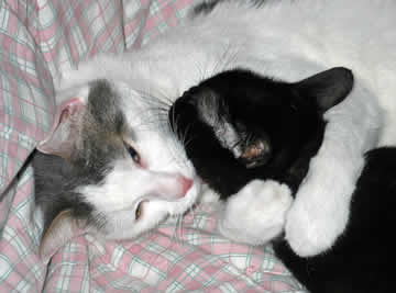 Lincoln hugging Danny