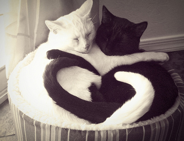 black-white-cat-hugging