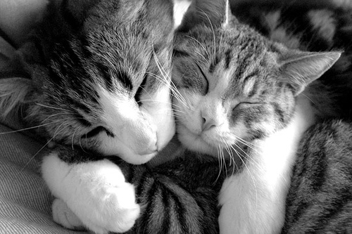 cats-hugging-11162010-19