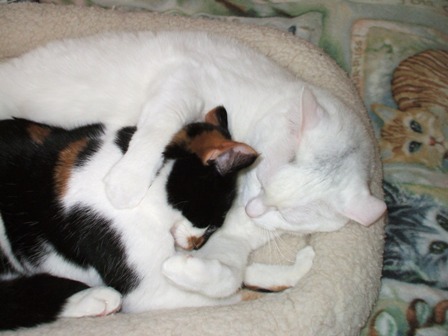 cats-hugging-11162010-39
