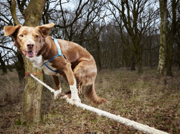 chien equilibriste guiness