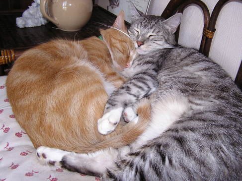 duo-de-chats-calins_zoom_avatar