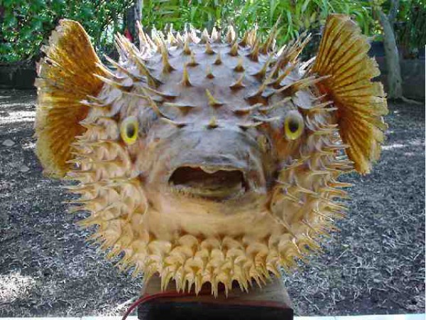 fugu