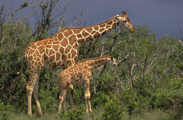 girafe-ld1