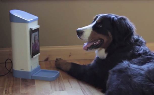 iCPooch-dog-skype-4