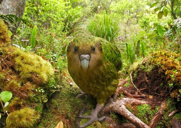 le kakapo retouche