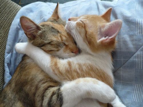 tumblr_lp9xw0omA91qls45bo1_500