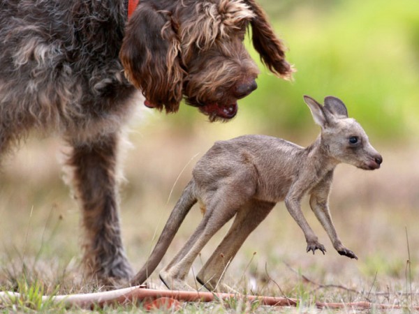 20-adoptions-entre-des-animaux-de-differentes-especes-qui-vont-feront-chaud-au-coeur1