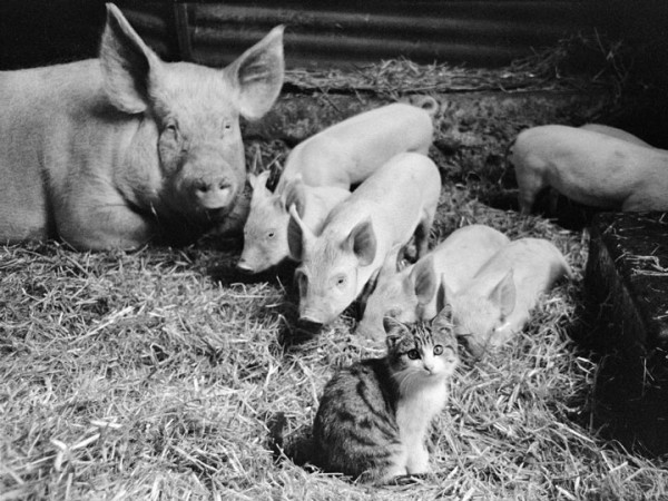 20-adoptions-entre-des-animaux-de-differentes-especes-qui-vont-feront-chaud-au-coeur20