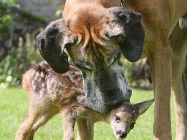 20-adoptions-entre-des-animaux-de-differentes-especes-qui-vont-feront-chaud-au-coeur8