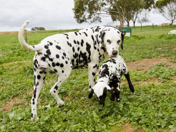 20-adoptions-entre-des-animaux-de-differentes-especes-qui-vont-feront-chaud-au-coeur9