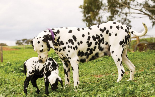 20-preuves-que-les-animaux-ont-un-grand-coeur-et-font-preuve-de-tendresse-avec-dautres-animaux5