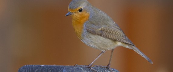 BIRDIFY-large570