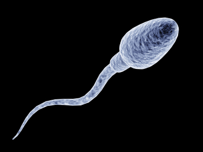 Spermatozoide