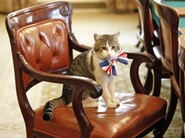 Twitter-se-mobilise-pour-sauver-Larry-le-chat-de-la-famille-Cameron