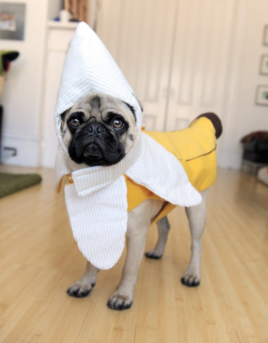 20 costumes d'Halloween pour chiens 20 costumes d'Halloween pour chiens