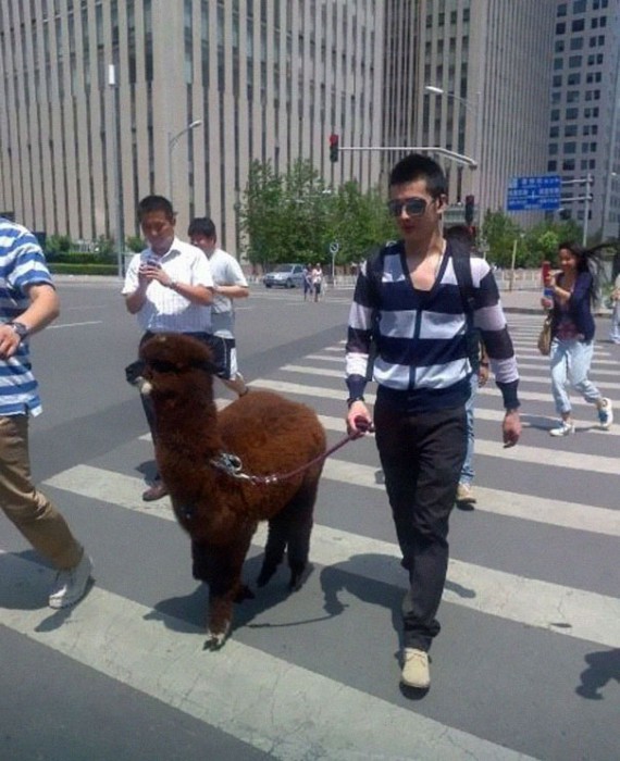 25-personnes-qui-pourraient-toutes-recevoir-le-titre-de-plus-gros-hipster-du-monde14