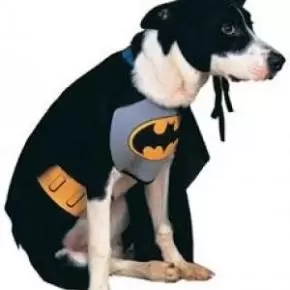 290x290xcostume-batman-chien.jpg.pagespeed.ic.9khKZWm7rr