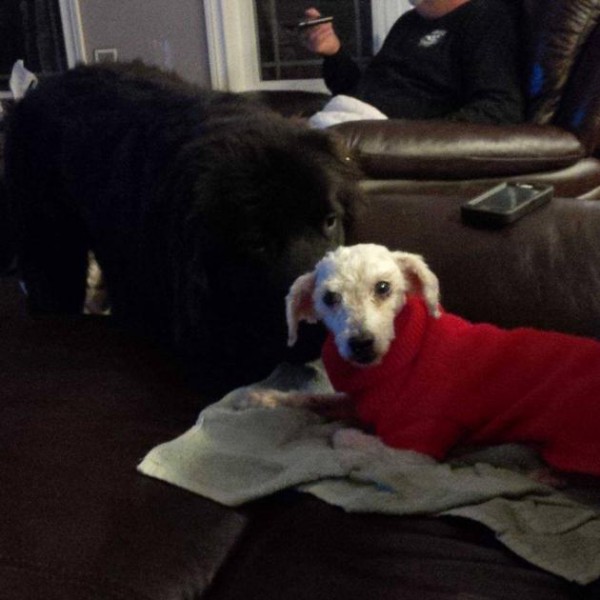 8cd4e98a-f7fa-4f8b-8041-f2b41804b696_1382108_643131169041050_1369237075_n