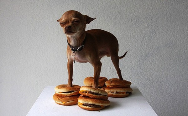 Chihuahua_burgers_humour