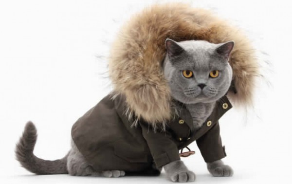 United-Bamboo-chats-2