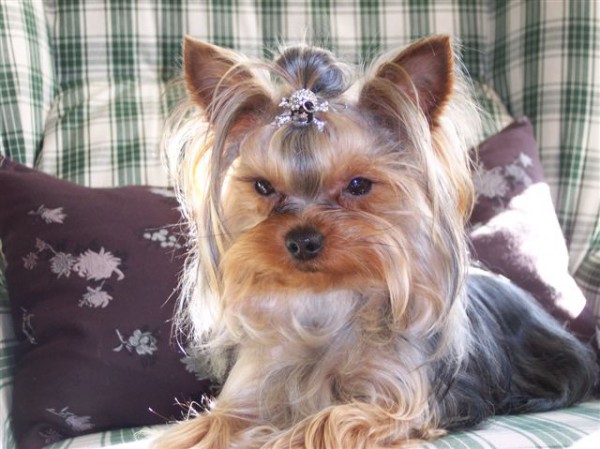 barette pour yorkshire