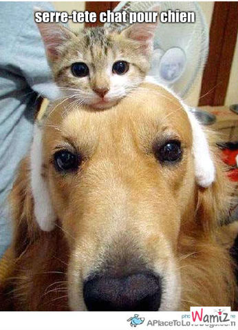 chat-serre-tete-33590