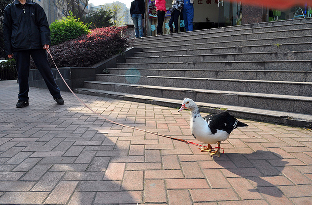 enhanced-buzz-28273-1335980415-5