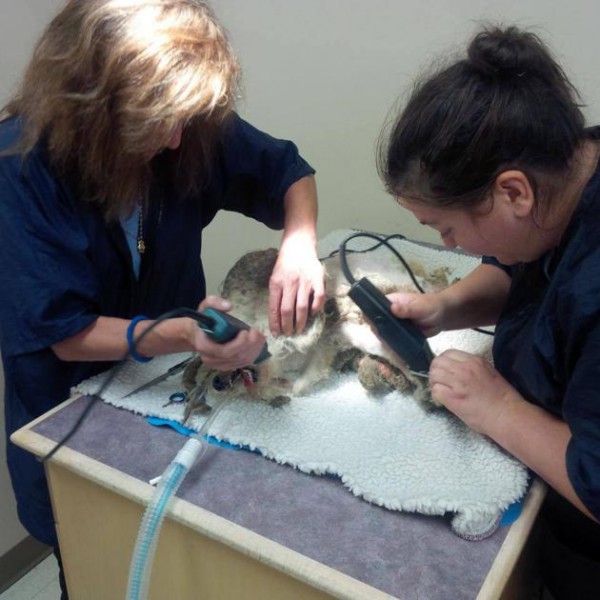 fa0f233e-29cb-4b32-8b6b-fe3e5f2d1910_1381368_641488089205358_1224435880_n