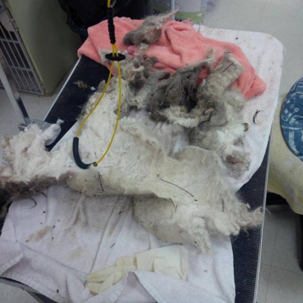 fffa2317-3b16-440a-bb4a-fea0deebbeb7_1393969_641486669205500_481948961_n